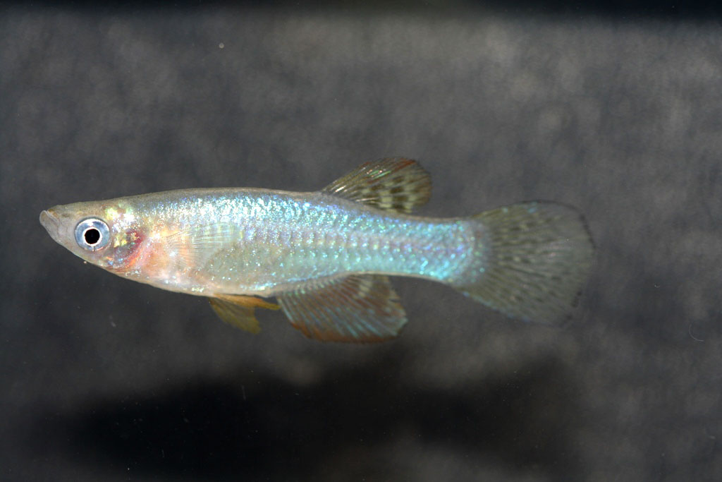 (Aplocheilichthys) Род АПЛОХЕЙЛИХТИСЫ, АПЛОХЕЙЛИХТЫ, СВЕТЛОГЛАЗКИ 43 вида